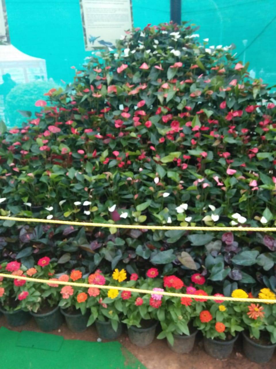 Lalbagh Botanical Garden Pictures