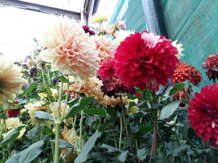 India Travel Pictures Lalbagh Flower Show