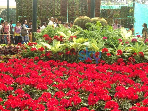 Lovely Lalbagh Flower Show