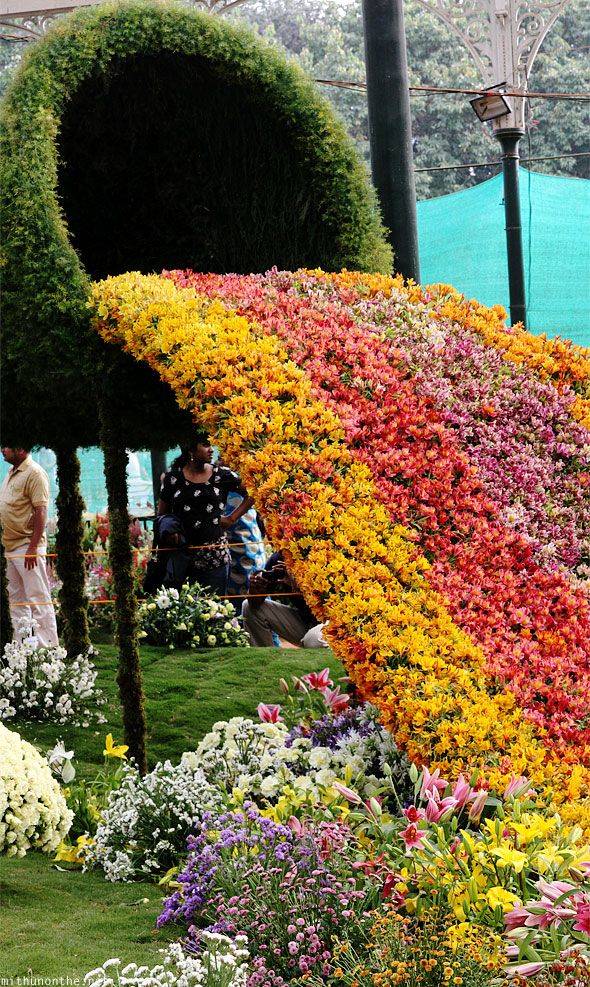 Lovely Lalbagh Flower Show