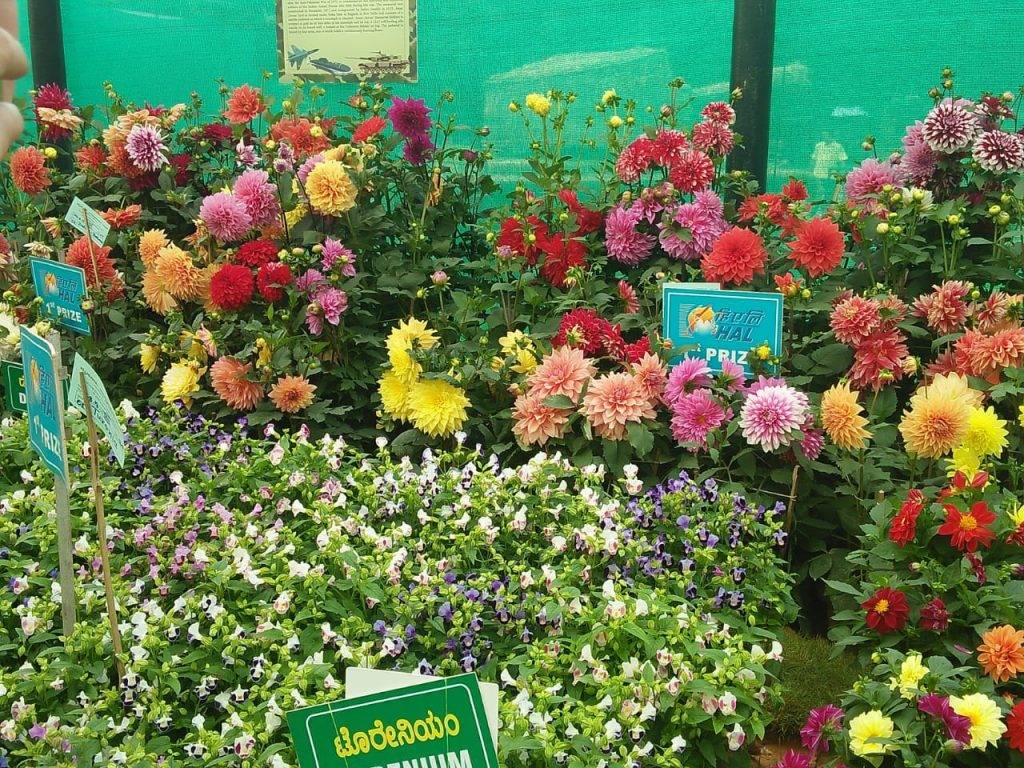 Lovely Lalbagh Flower Show