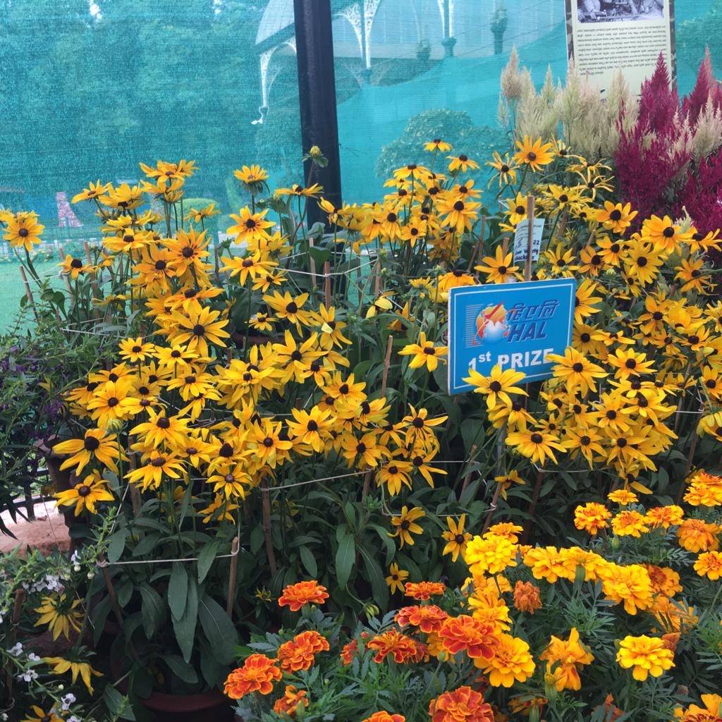 Lovely Lalbagh Flower Show