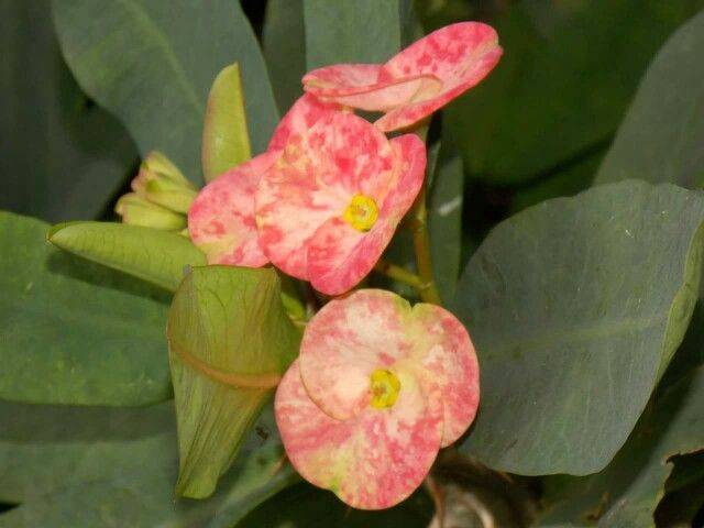 Lovely Lalbagh Flower Show