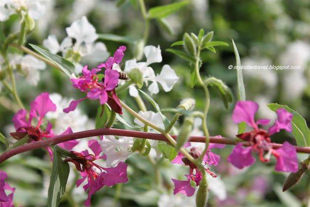 Independence Day Flower Show