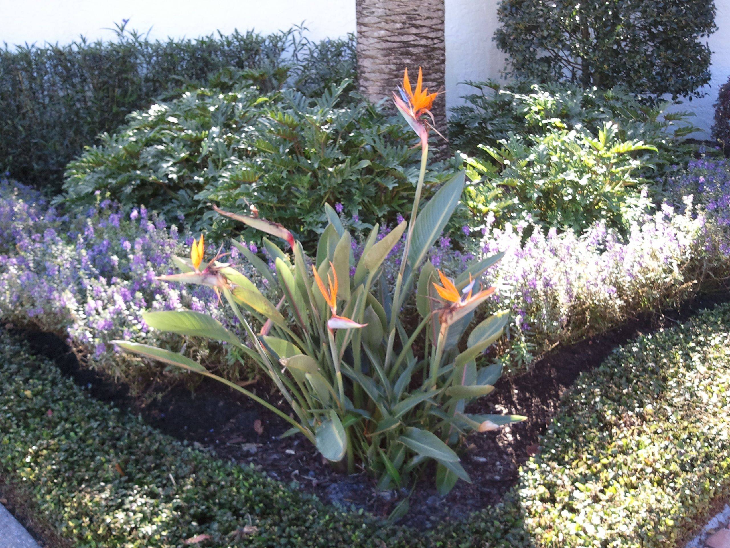 Creative Tropical Garden Paradise