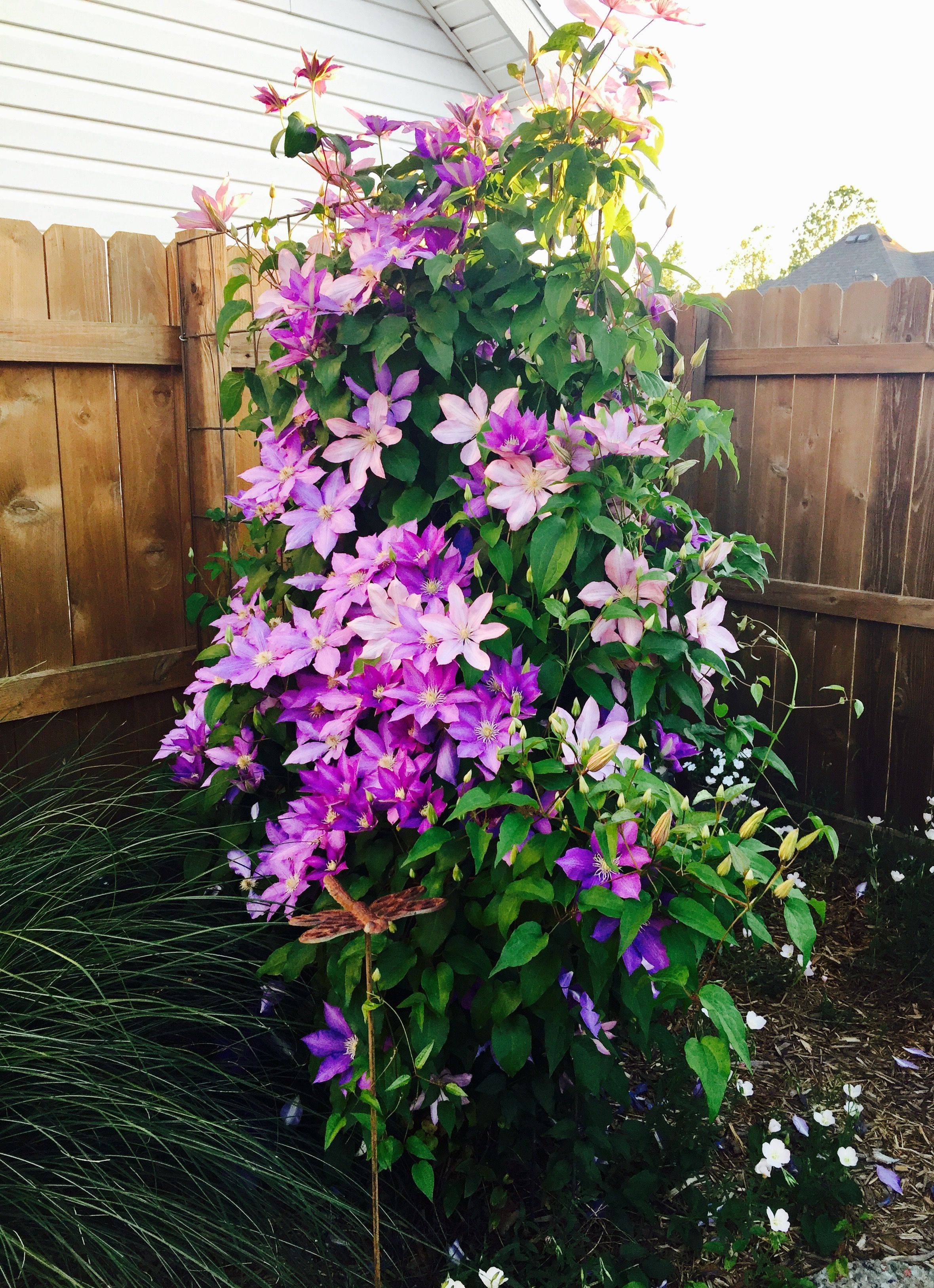 Exoticflowers Tropical Garden Design