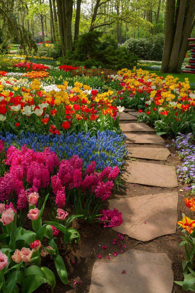 Paradise Flowers