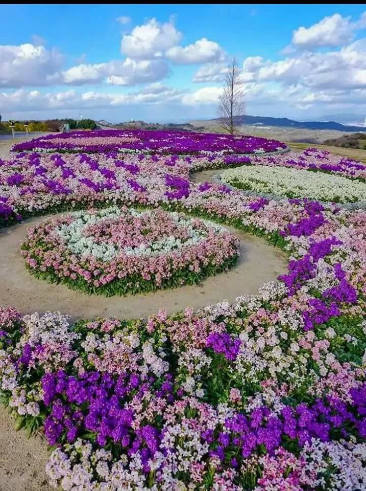 Backyard Rose Garden Paradise Flower Garden Design