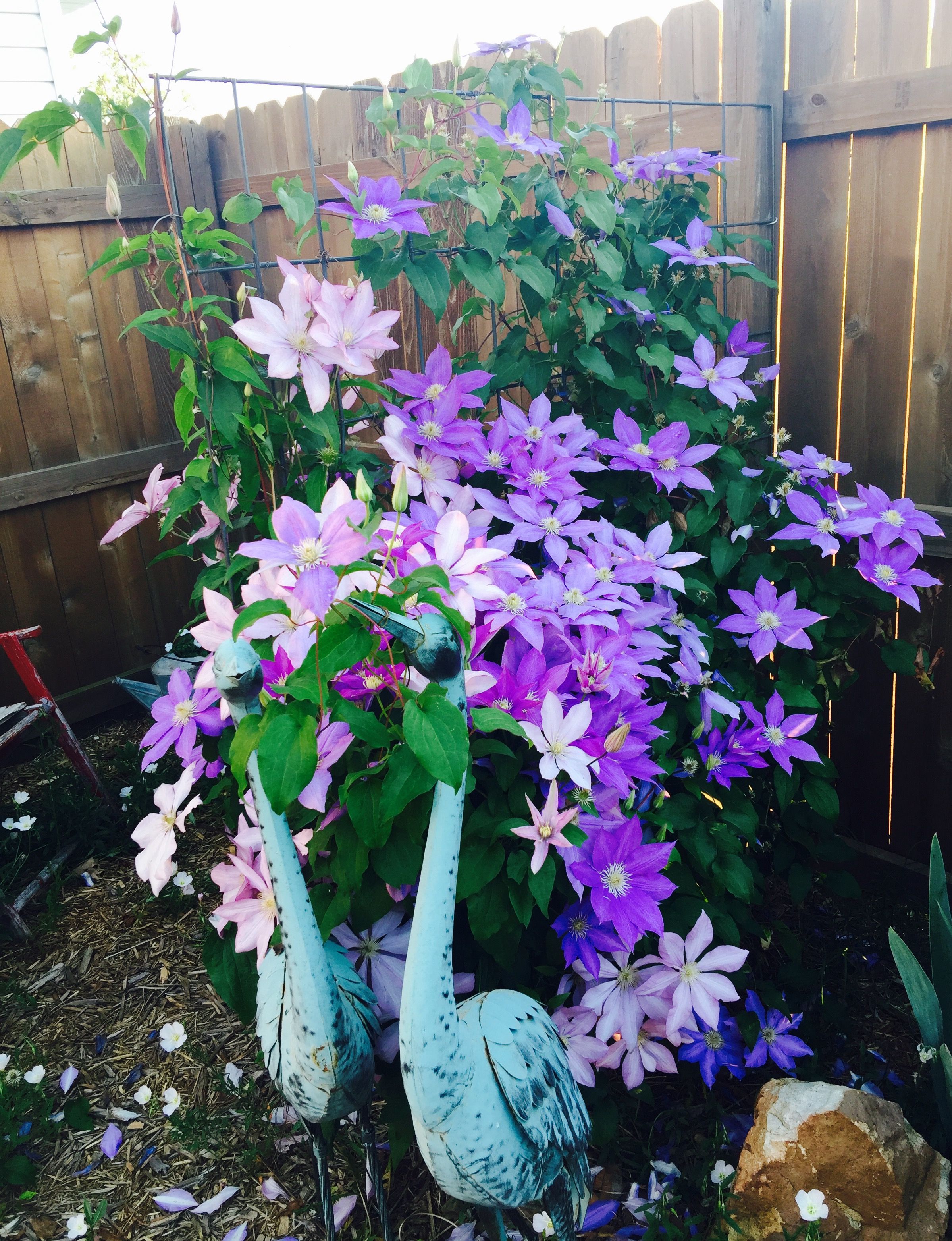 Hummingbird Paradise Ramblings