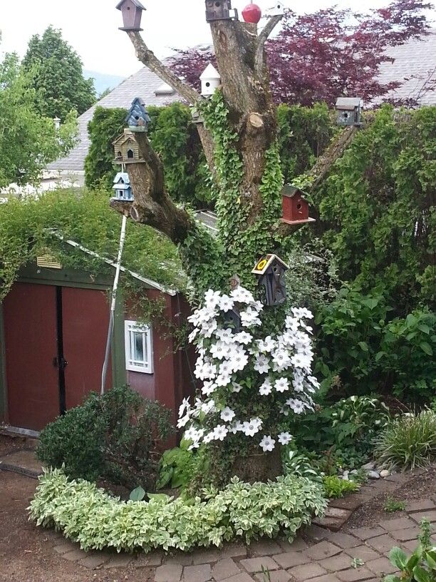 Backyard Climbing Vines