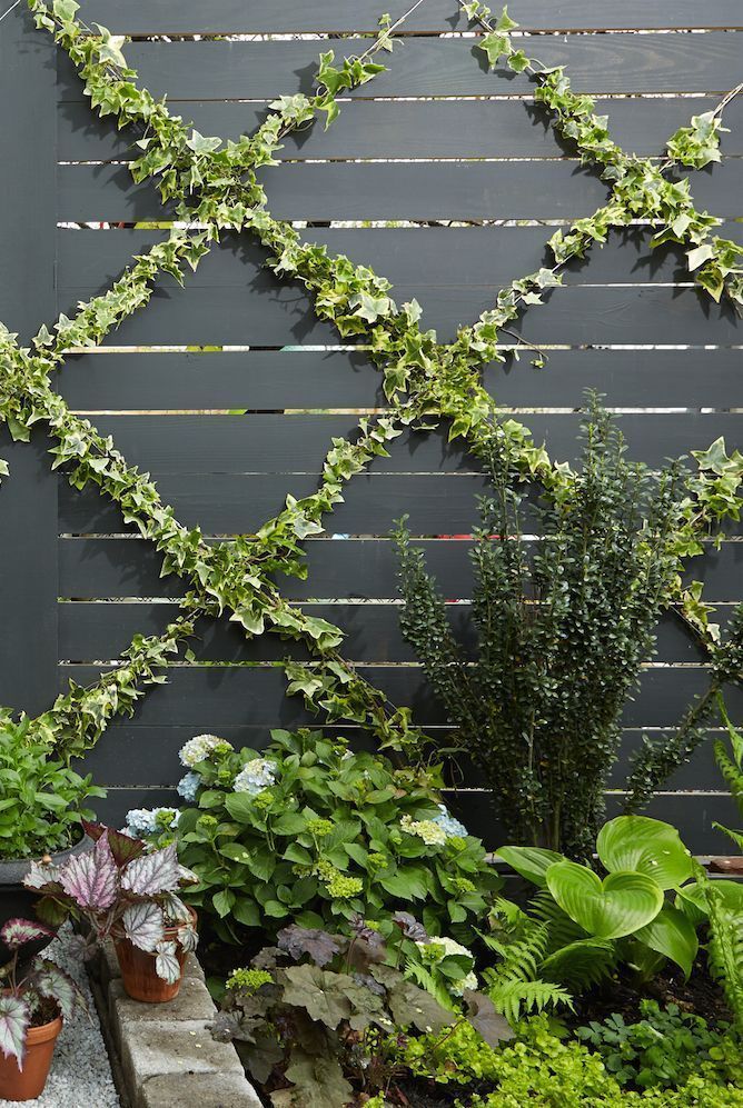 Backyard Climbing Vines