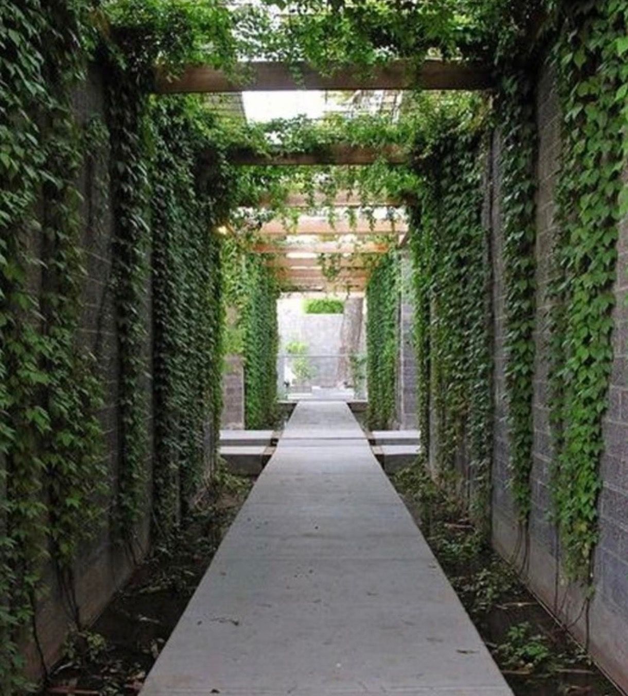 English Ivy Shade Garden