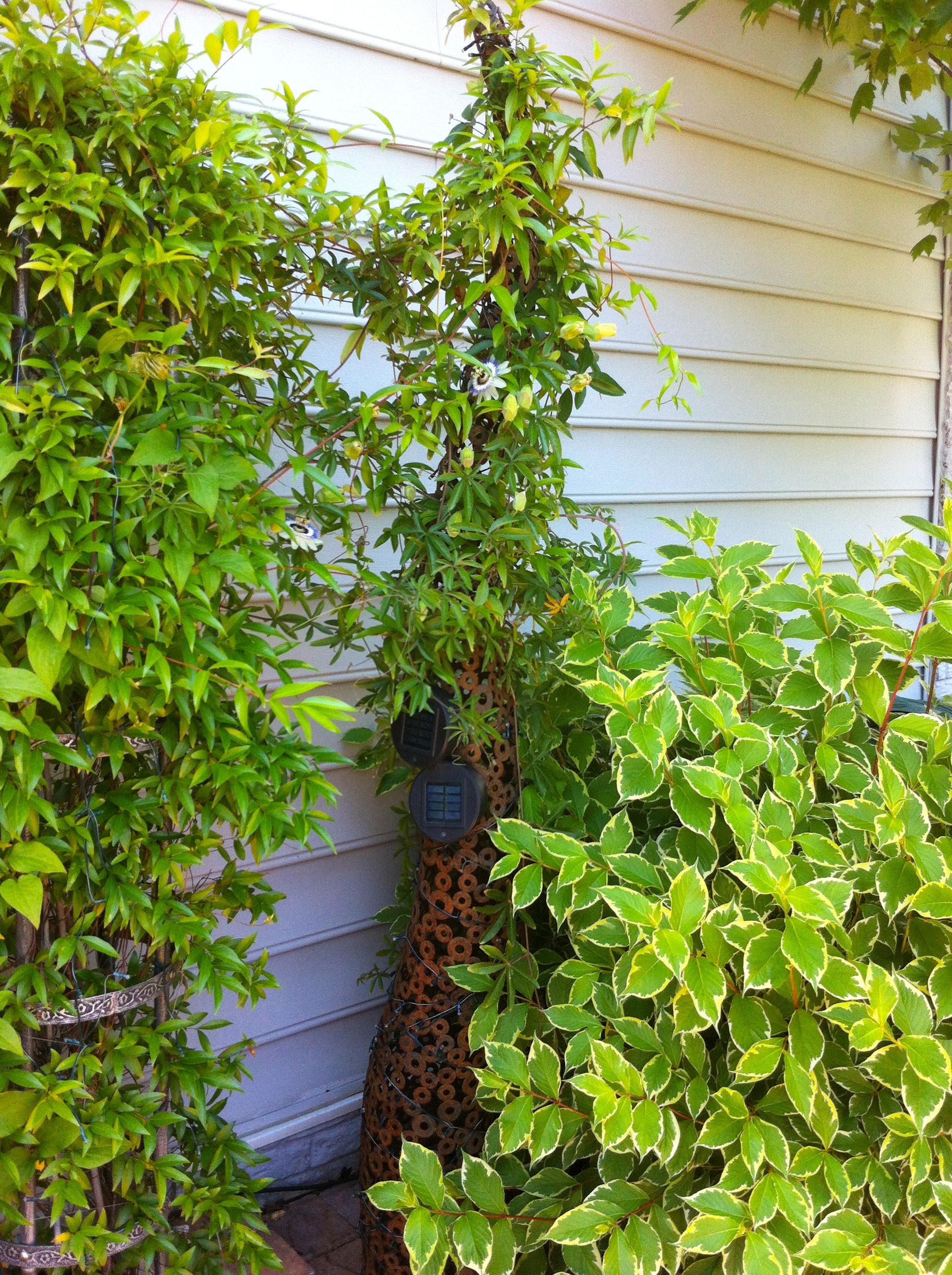 21 Ivy Garden Ideas To Consider | SharonSable