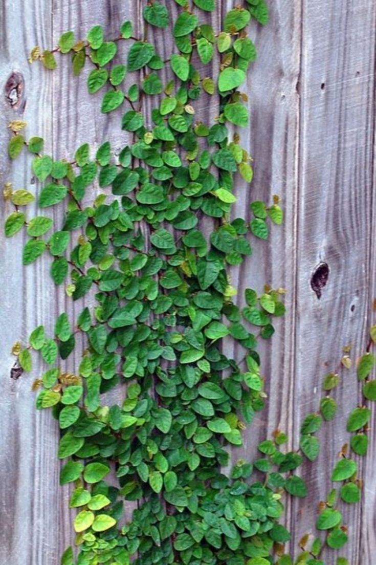 Shade Window Box Ivy