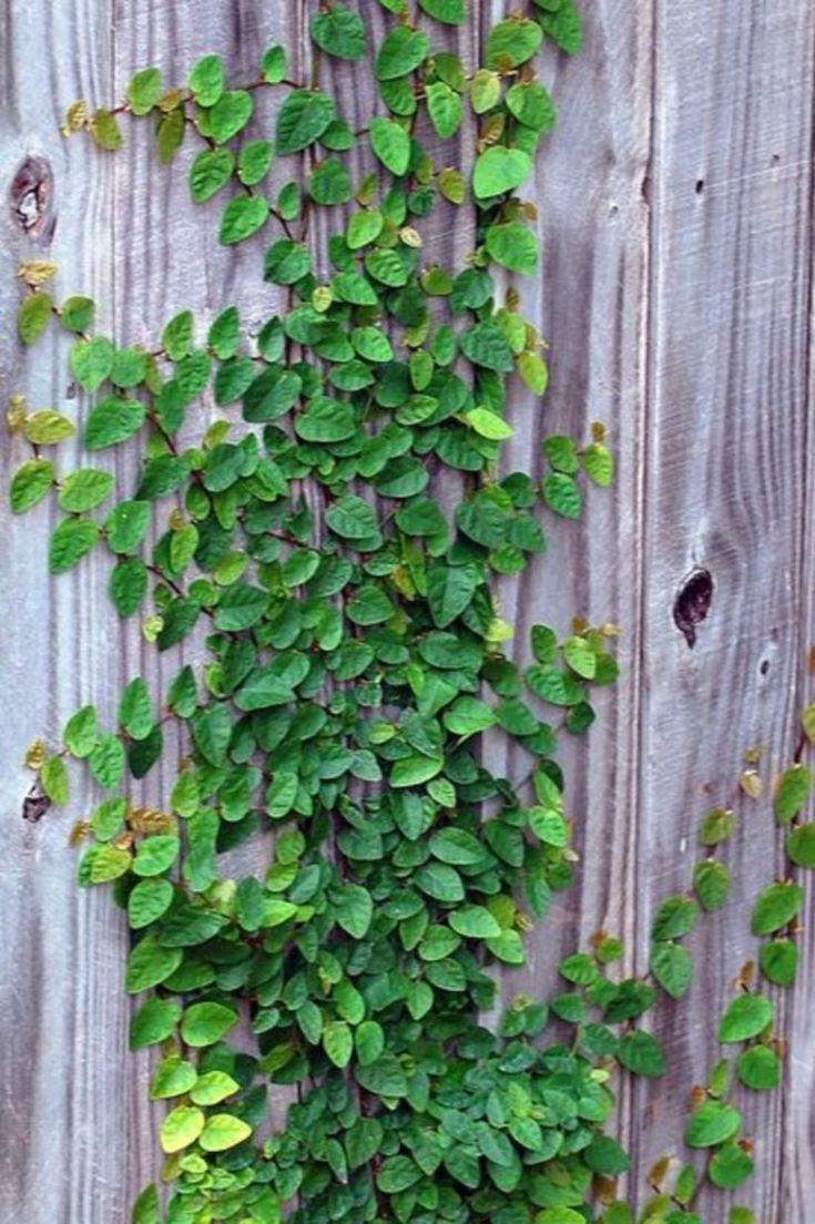 Shade Window Box Ivy