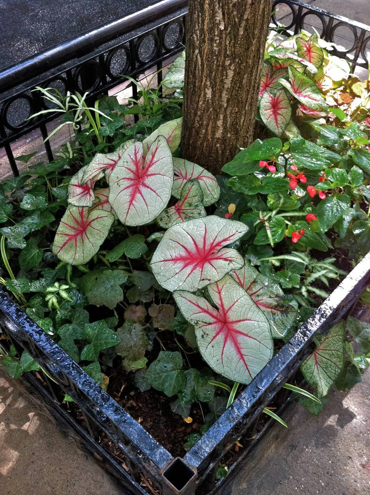 Bulb Planter Simple Spring Planter Tutorial