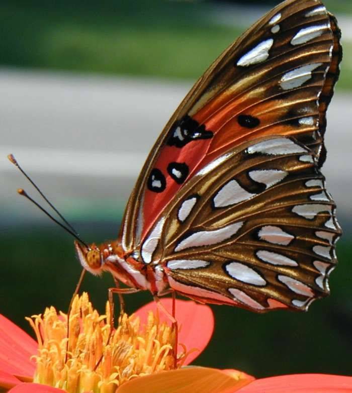Butterfly Buffet Plants