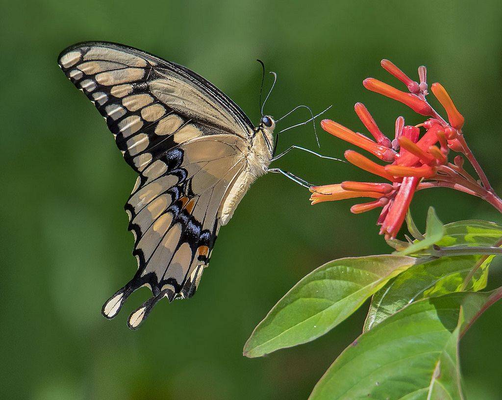 19 Butterfly Botanical Garden Florida Ideas To Try This Year SharonSable
