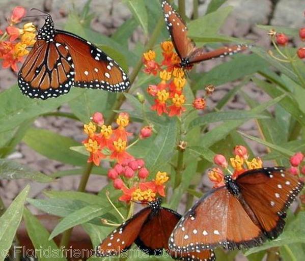 19 Butterfly Botanical Garden Florida Ideas To Try This Year SharonSable