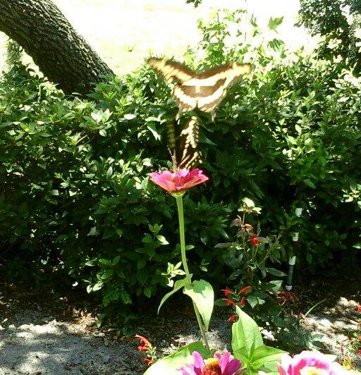 Key West Butterfly Conservatory