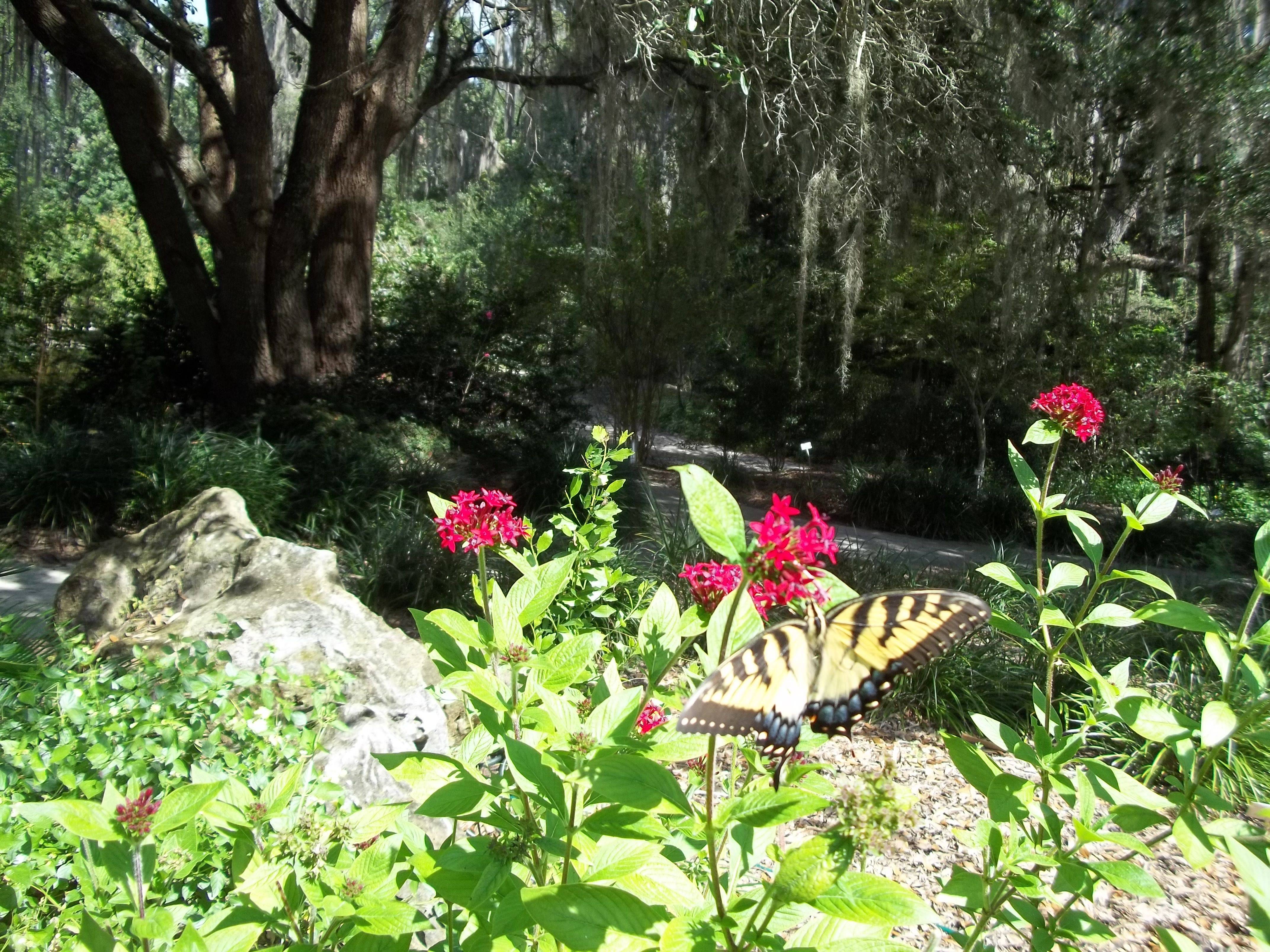 My Very Happy Central Florida Butterfly Garden