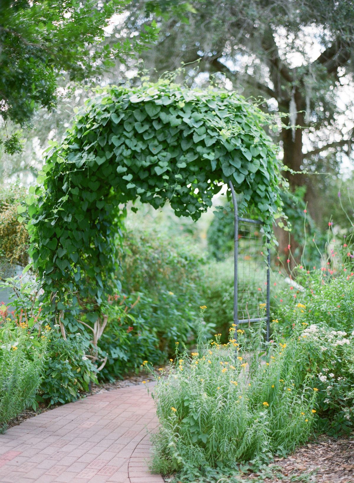 24 Selby Botanical Garden Ideas You Should Look SharonSable