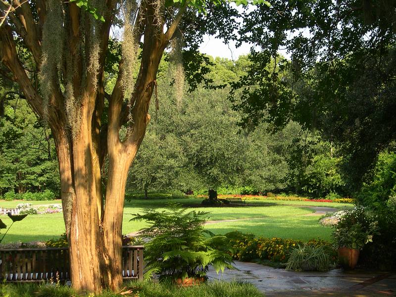 Harry P Leu Gardens Palm Garden