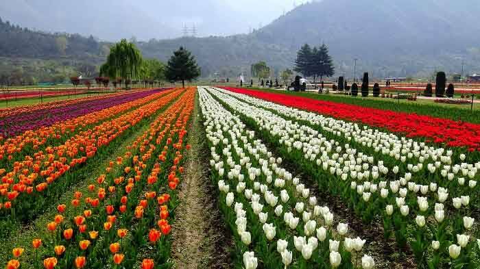 Taman Bunga Tulip Termegah Di Duniamediatani Mediatani