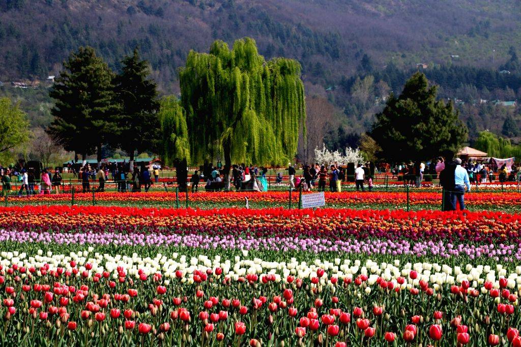 Festivales Del Tulipn En El Mundo Jardines Sin Fronteras