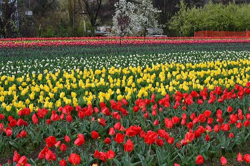 The Tulips