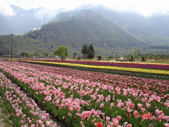 Indira Gandhi Memorial Tulip Garden