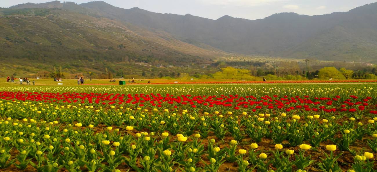 Indira Gandhi Memorial Tulip Garden