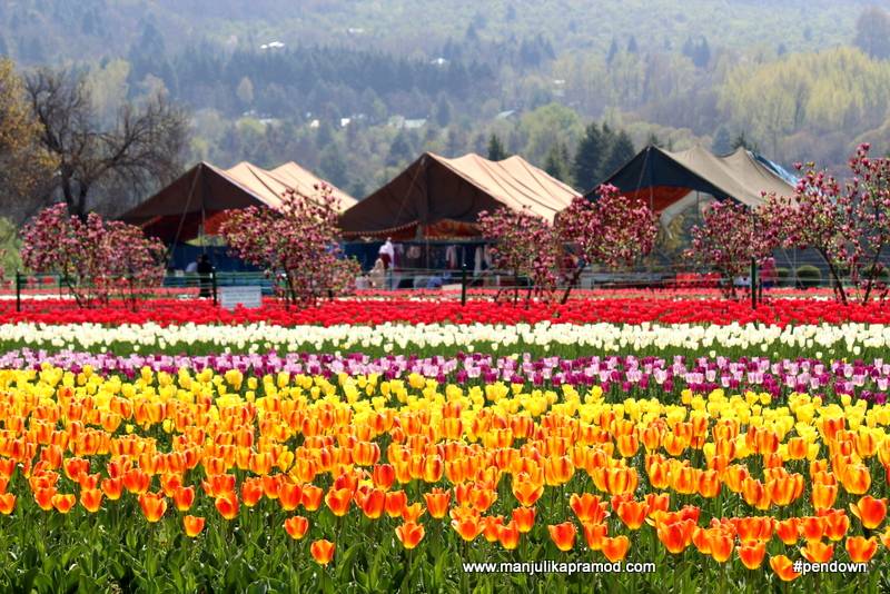 Indira Gandhi Memorial Tulip Garden