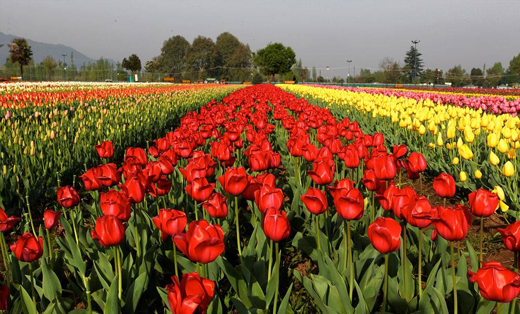 Srinagar Asias Largest Tulip Garden