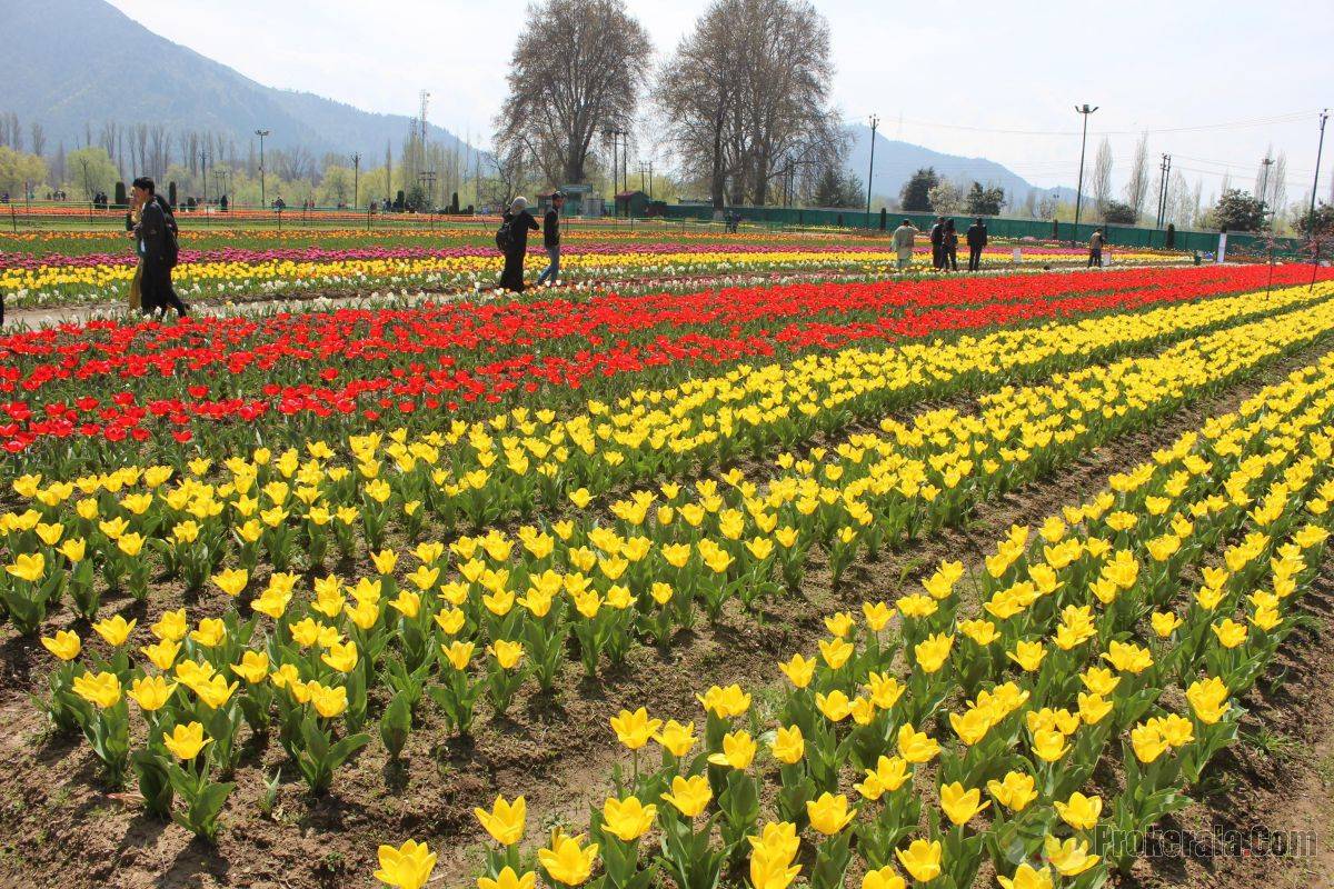 Indira Gandhi Memorial Tulip Garden