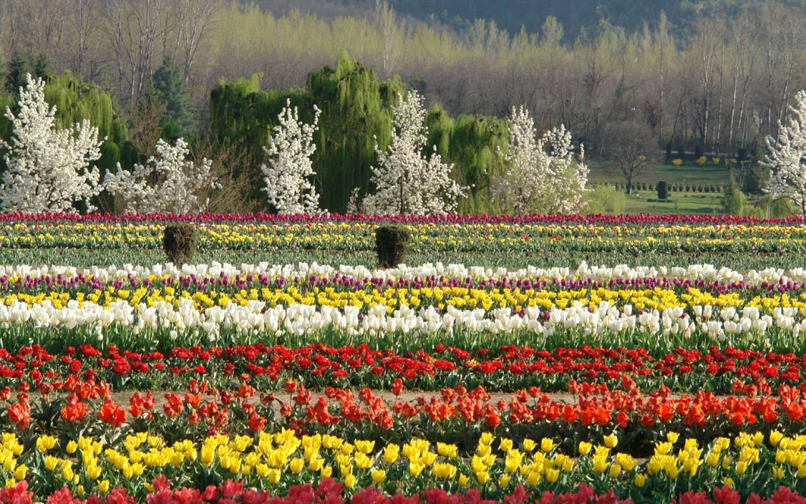 Indira Gandhi Memorial Tulip Garden Srinagar Photos