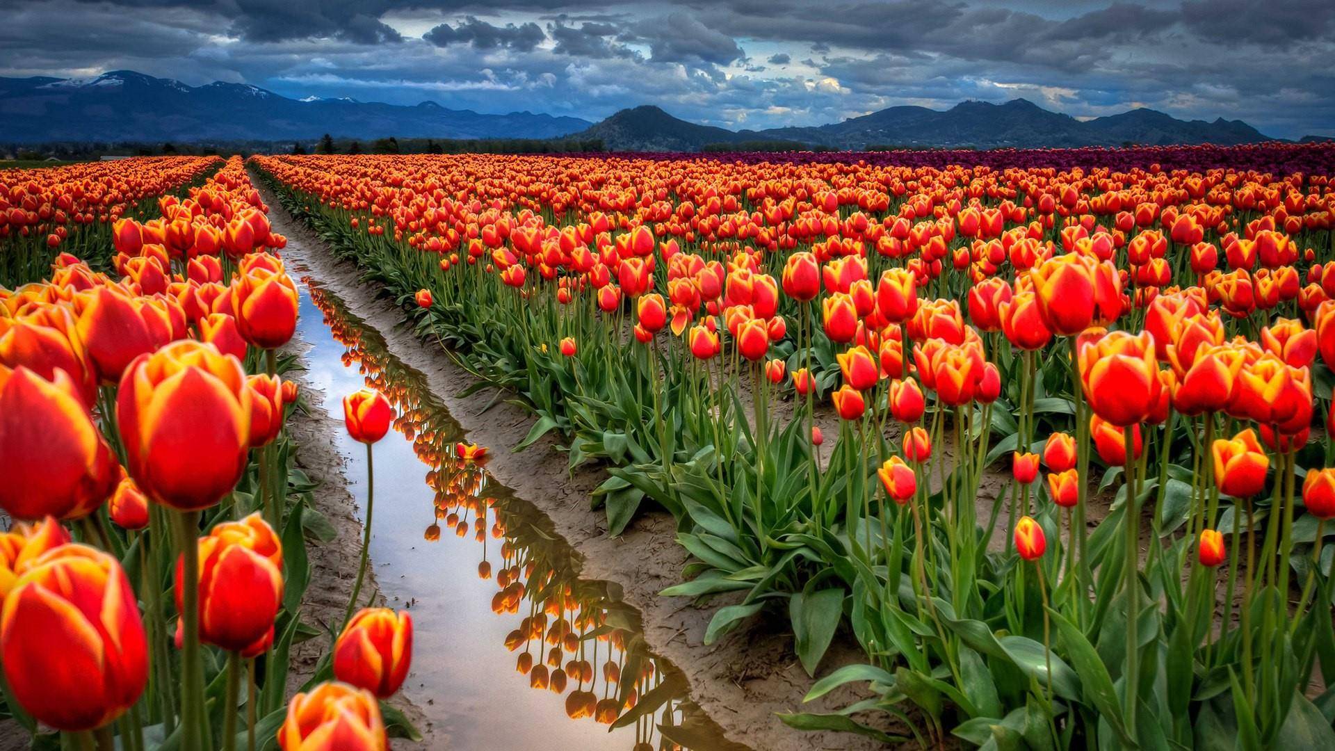 Indira Gandhi Memorial Tulip Garden Srinagar Photos