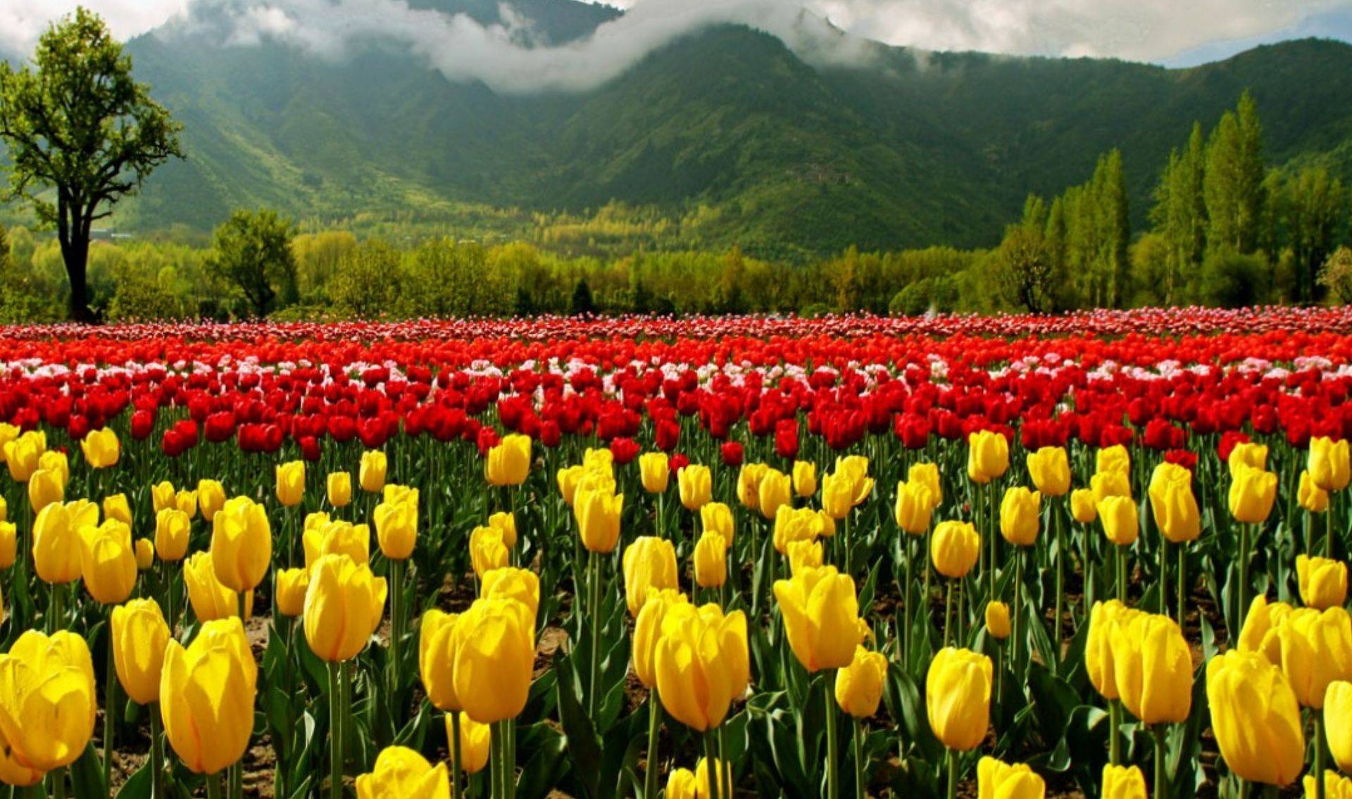 Indira Gandhi Memorial Tulip Garden Srinagar Photos