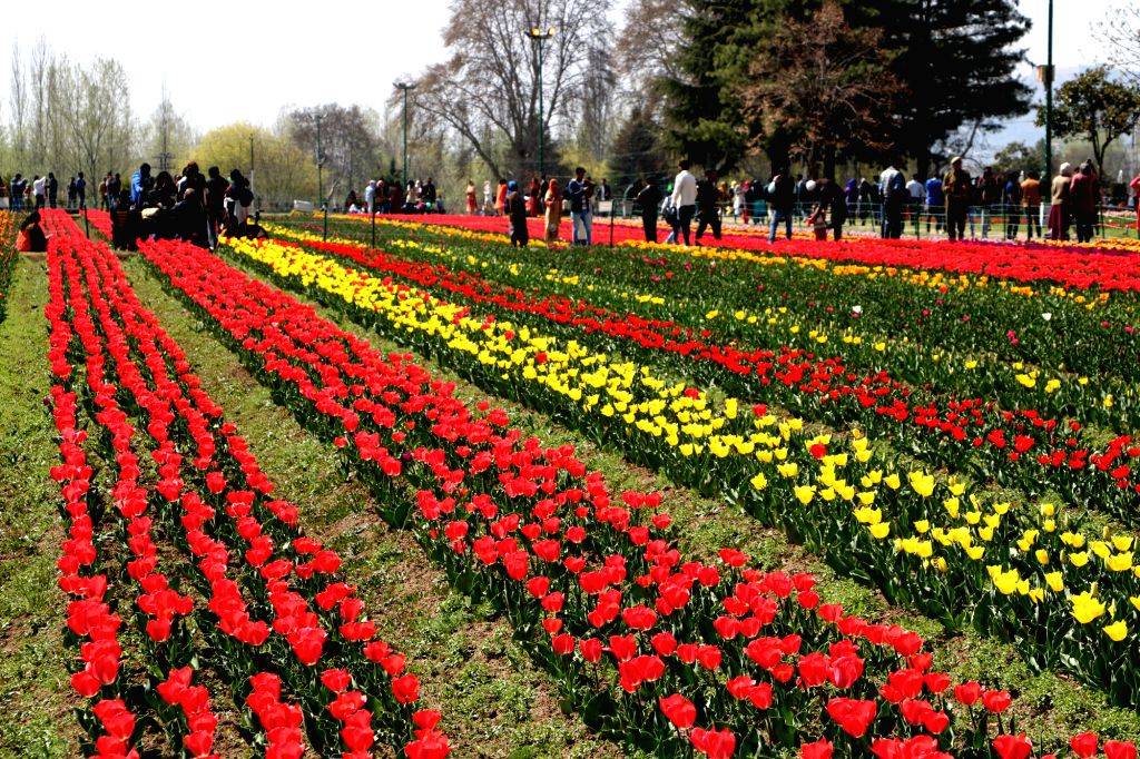 Indira Gandhi Memorial Tulip Garden Srinagar Photos