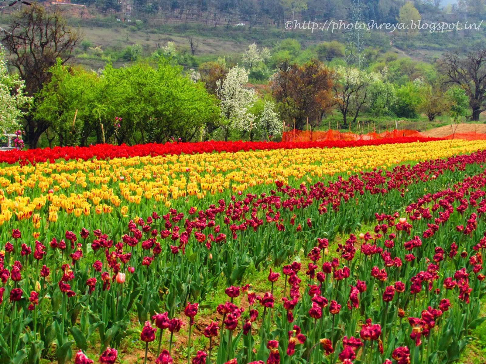 Tulip Garden Srinagar Indira