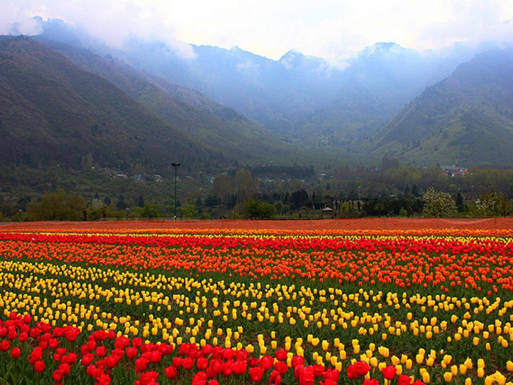 Tulip Garden Srinagar Indira