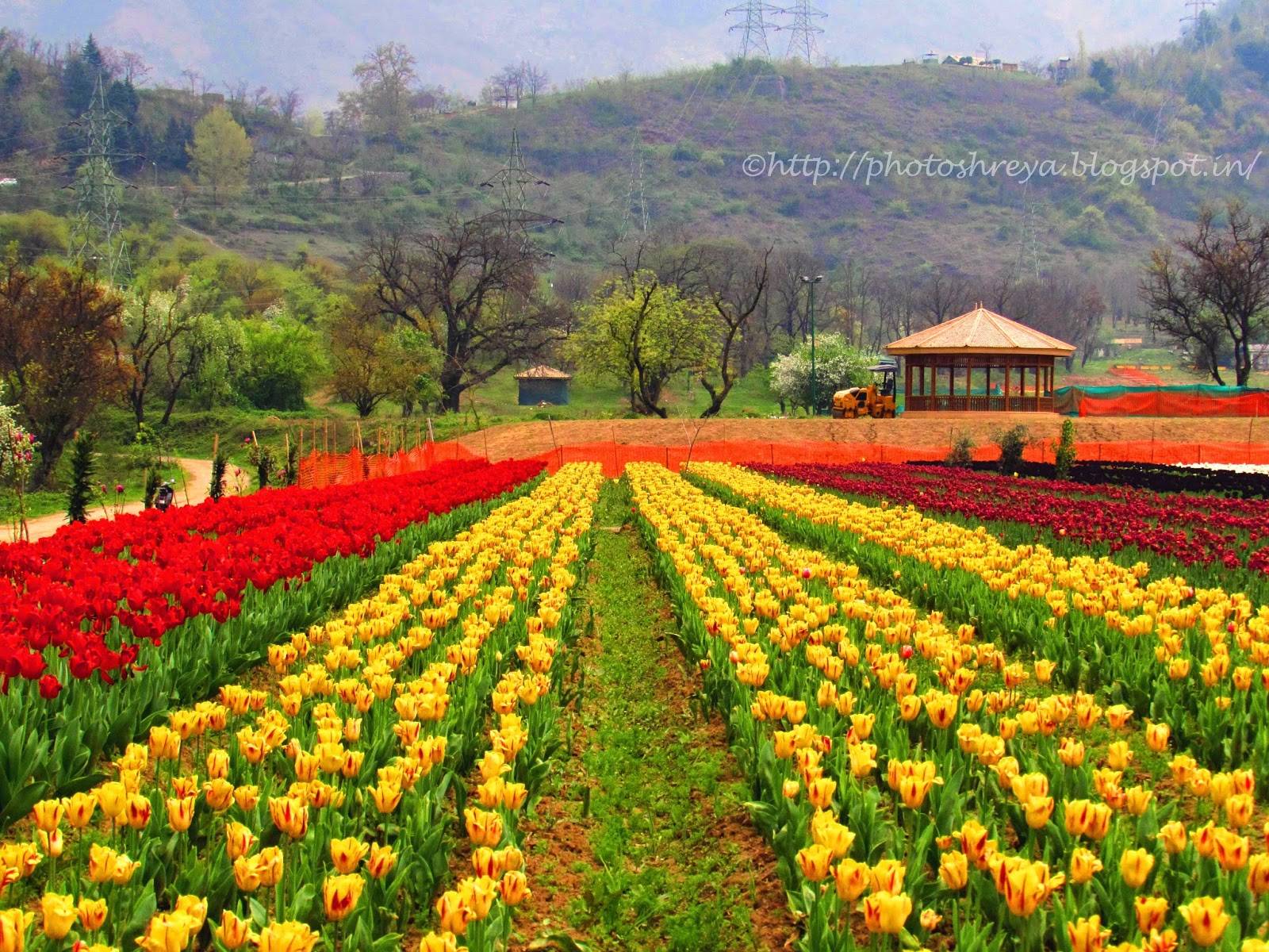 Indira Gandhi Memorial Tulip Garden Tulips