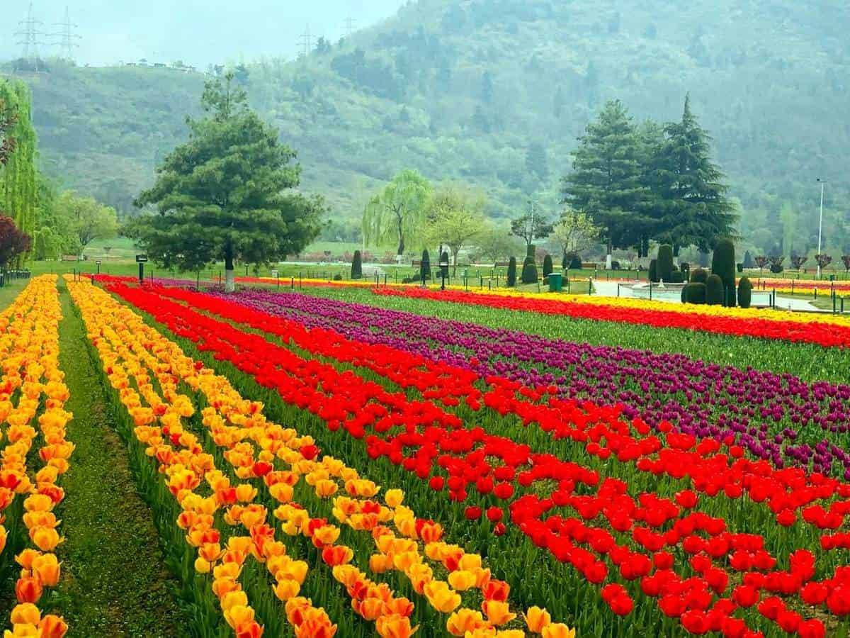 Indira Gandhi Memorial Tulip Garden Wallpaper Backiee