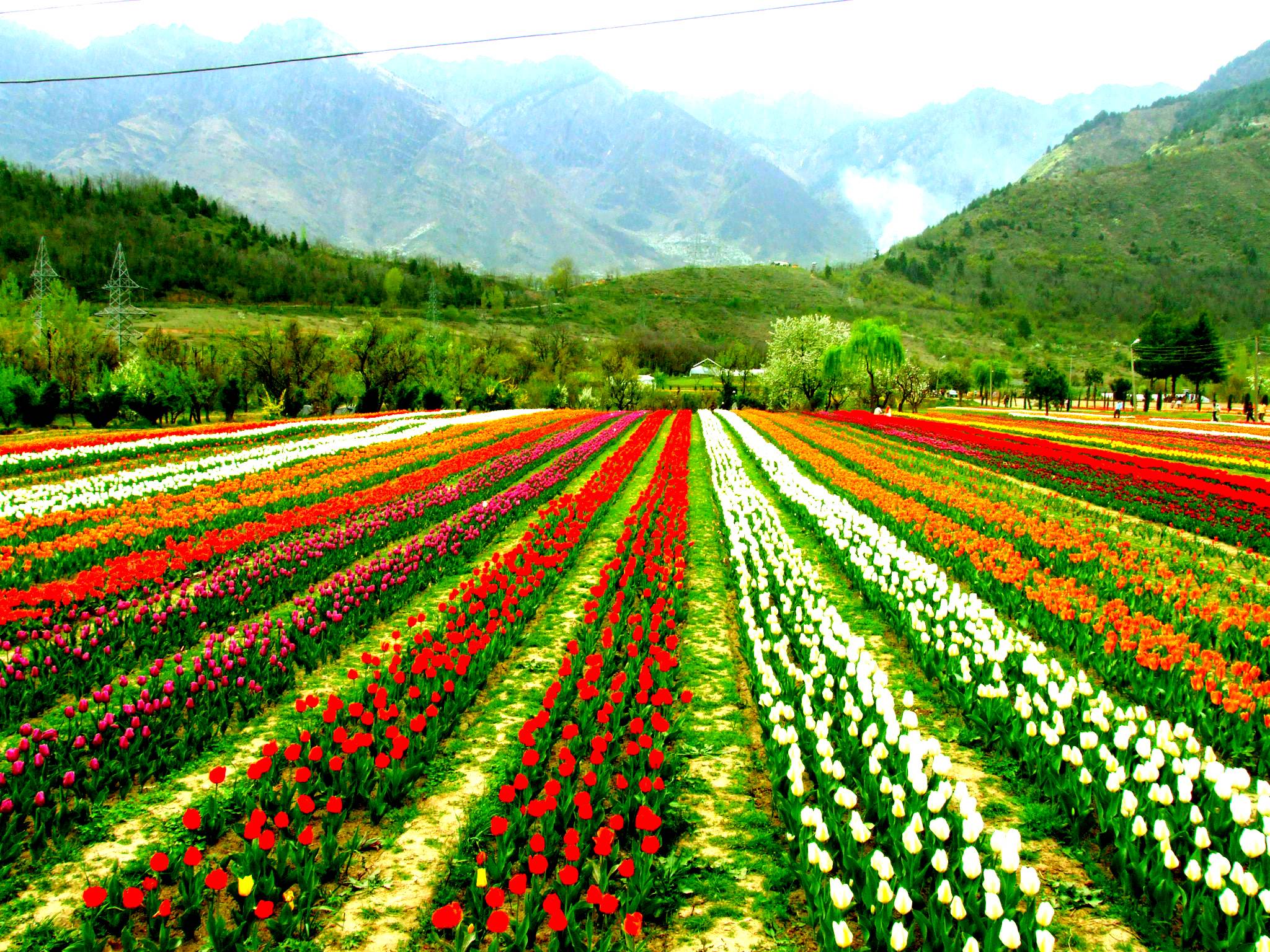 Local Guides Connect Indira Gandhi Memorial Tulip Garden