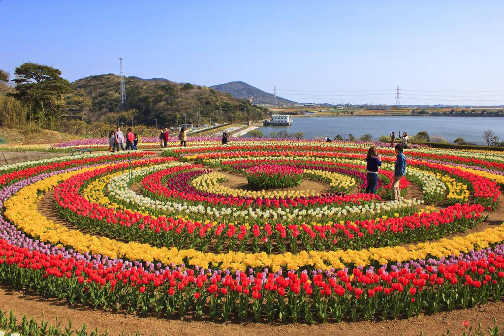 Asias Largest Tulip Garden