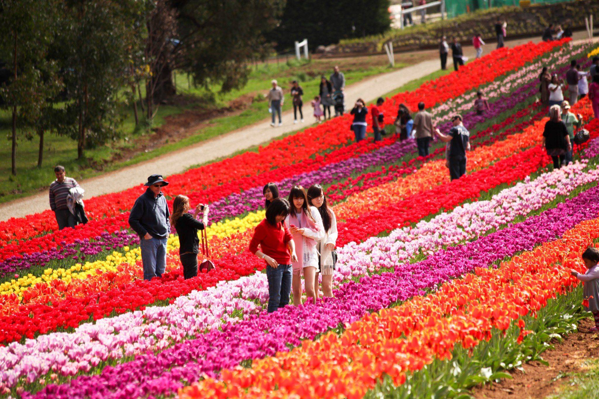 Beautiful Tulip Garden