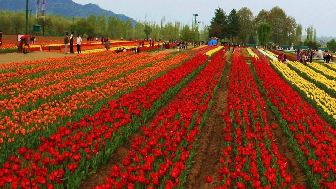 Kashmir Flowers Flowerpower Flower Power
