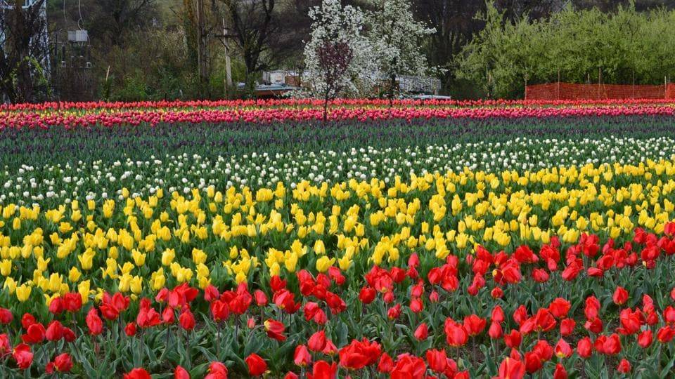 Largest Tulip Garden