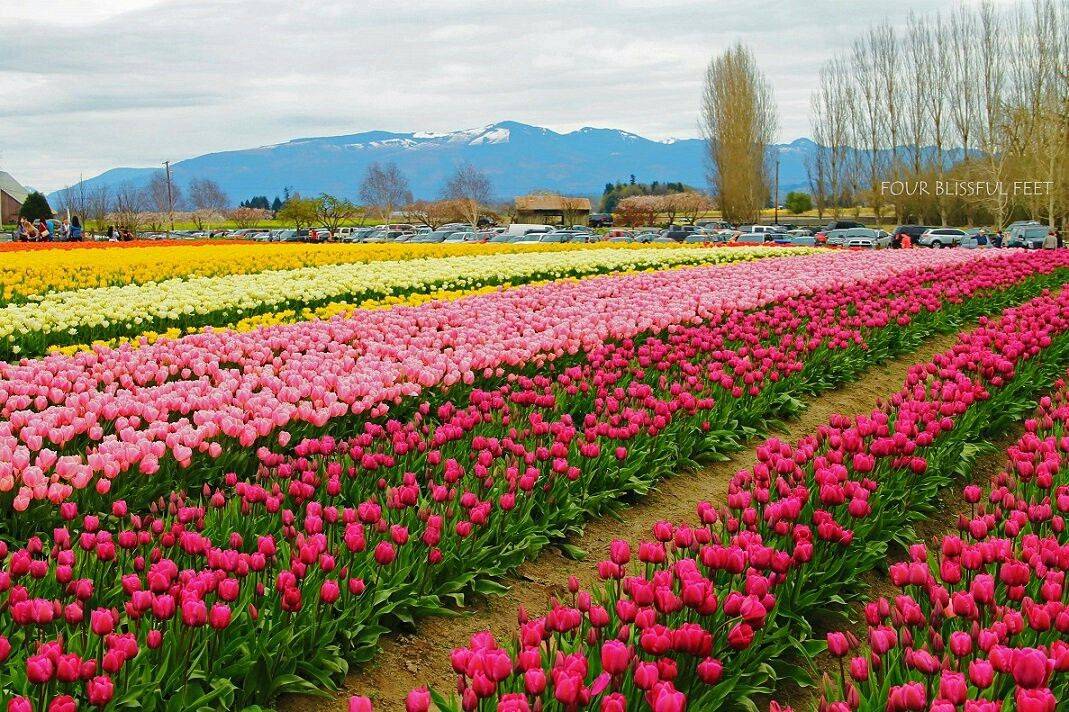 Nishat Garden Kashmir