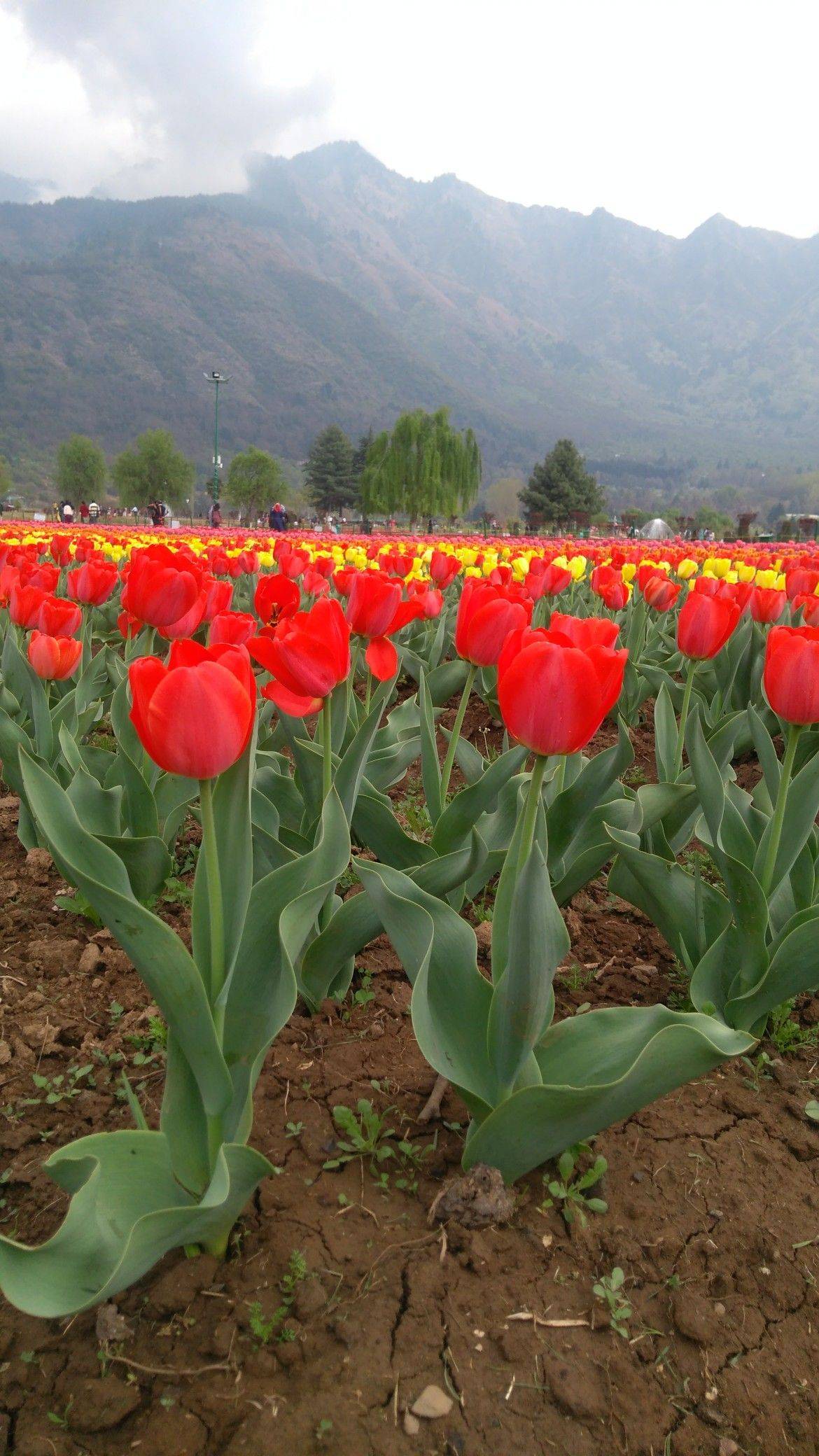 Tulips Flowers